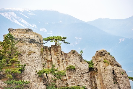 Pine trees on the steep cliffsの写真素材