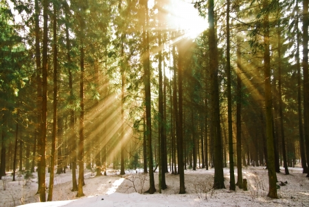 The rays of the sun in the winter pine forest.の写真素材