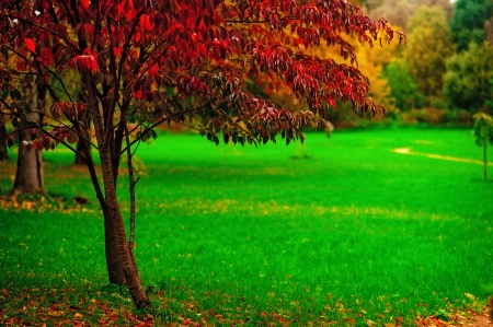 A small tree with red leaves on a background of green grassの写真素材