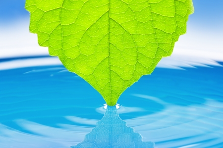 Green succulent leaves for the water.の写真素材