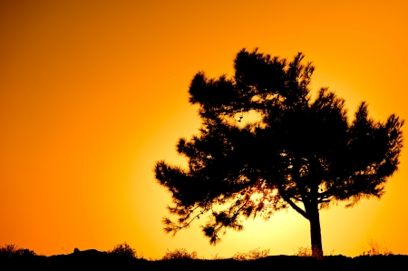 Single tree silhouette against sunriseの写真素材
