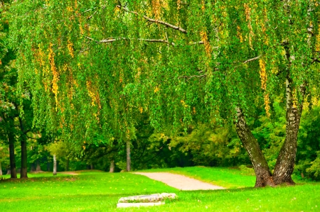 Yellowing birch leaves on a background of green leavesの写真素材