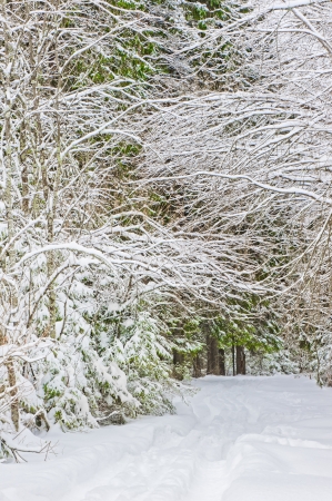 Winter road in a snowy forestの写真素材