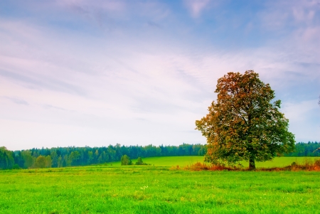 beautiful deciduous tree in a field on a background cloudy skyの写真素材