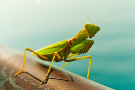 A Mantis posing for the camera の写真素材