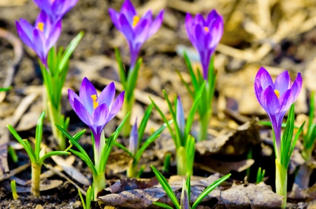 Closeup of a group of purple crocuses の写真素材