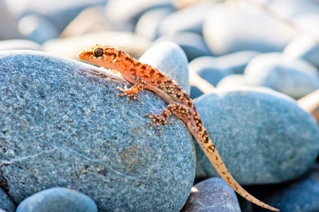 gekkonovaya young lizard basking in the sun while sitting on a big gray stoneの写真素材