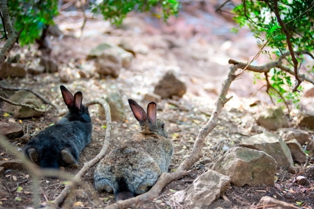 Two fluffy bunny lying down resting in the shade of a tree, rear viewの写真素材