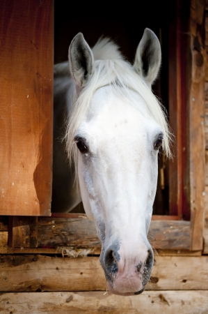 head white racehorse looks out of the window stallの写真素材