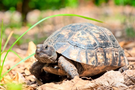 portrait of an adult turtle on land dry foliageの写真素材