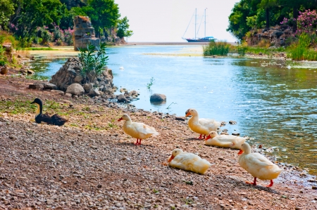 geese on the bank of the river in Ancient Olymposの写真素材