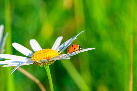 ladybug crawling on a daisy in a fieldの写真素材