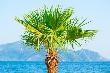 palm tree growing near the sea on the background of mountainsの写真素材