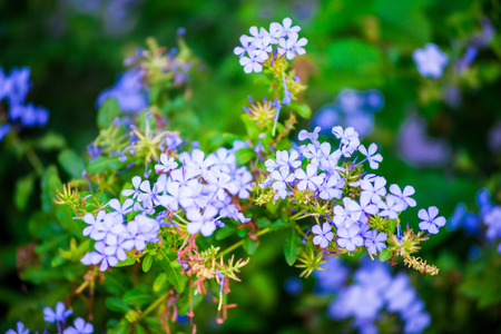 small blue flowers in the flowerbed gardening decorative