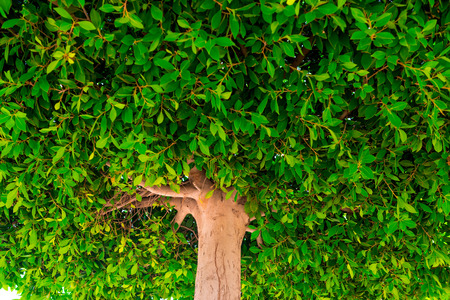 dense crown of a tree close up