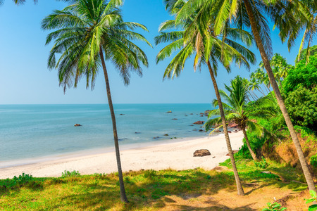 white sand beach and palm trees on a deserted island
