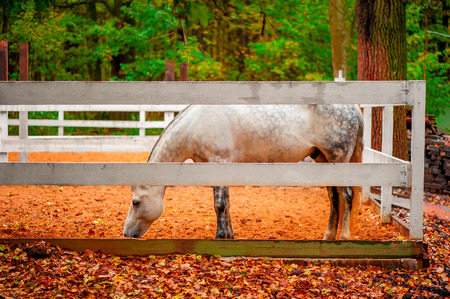 white horse behind a fence on a farmの写真素材