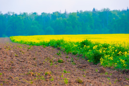 part of the field plowed for sowingの写真素材