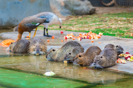 beautiful nutria eating apples on a pondの写真素材