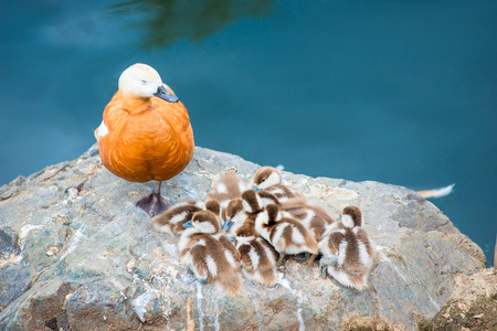 duck with little ducklings nesting on a large stoneの写真素材