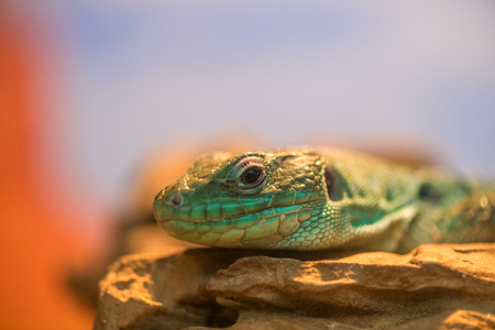 the head of reptile green color closeupの写真素材