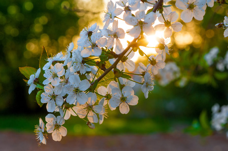 branch of the cherry blossoms in solar beams close-up