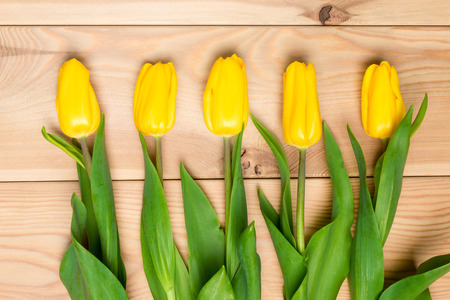 Tulips laid in a row on the wooden floorの写真素材