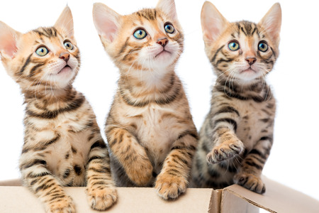 Portrait of adorable kittens in a cardboard box closeupの写真素材