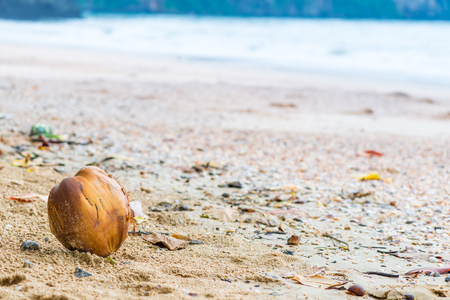 Lone brown coconut on the sandy beach of the sea in the lower left corner of the frameの写真素材