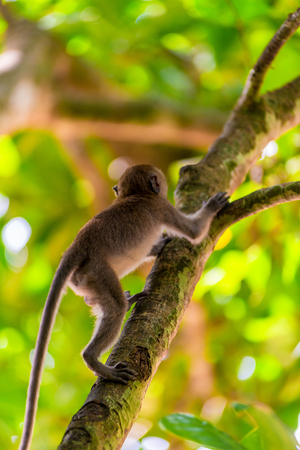 active little baby monkey climbs a tall treeの写真素材