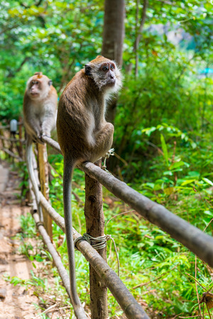 two monkeys on a fence in a forest in Asiaの写真素材