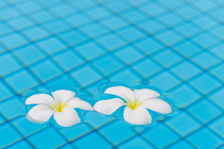 beautiful plumeria flowers on the surface of the water in the poolの写真素材