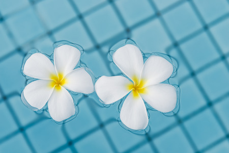 close-up two flowers frangipani on the water surface of the pool view from aboveの写真素材