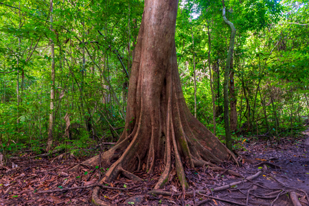 old tropical tree in a picturesque forest in Krabi, Thailandの写真素材