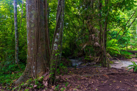 horizontal landscape - tropical forest of Thailandの写真素材