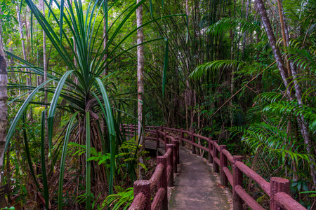 jungle hiking trail - local landmark in Krabi Park, Thailandの写真素材