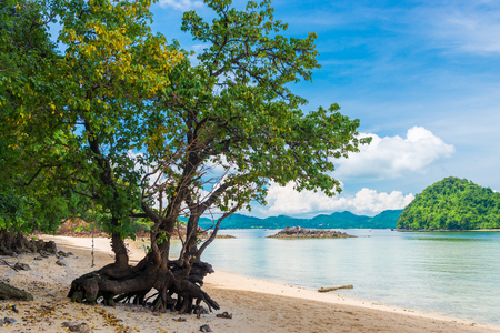 Beautiful tree with branchy roots on the sandy beach of the uninhabited island of Thailandの写真素材