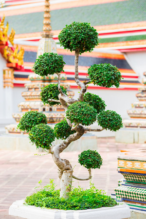 beautiful decorative tree in the garden near the temple in Bangkokの写真素材