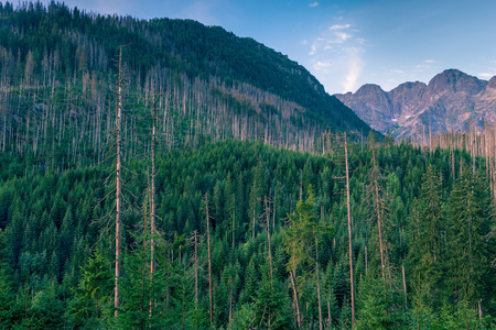 coniferous forest and mountains high Tatras in Poland at dawnの写真素材
