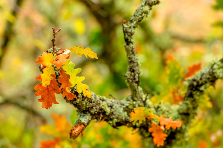 Close-up of a branch of an oak tree with yellow autumn leavesの写真素材