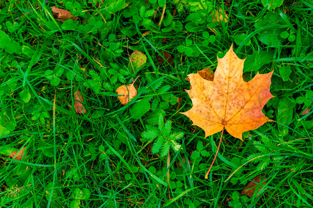 Yellow maple leaf on grass close-up view from aboveの写真素材