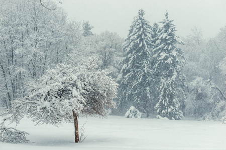 Winter view of snow covered mixed forestの写真素材