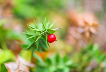 Red small berry on a green bush close-upの写真素材