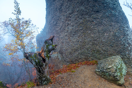 View of the mountain in the autumn forest during the mystical fogの写真素材
