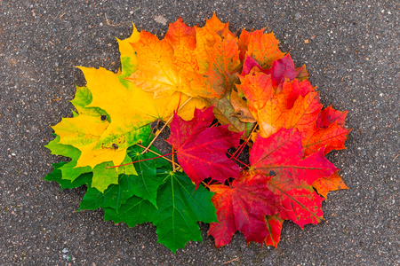 Pile of maple leaves on the asphalt close-up in autumnの写真素材