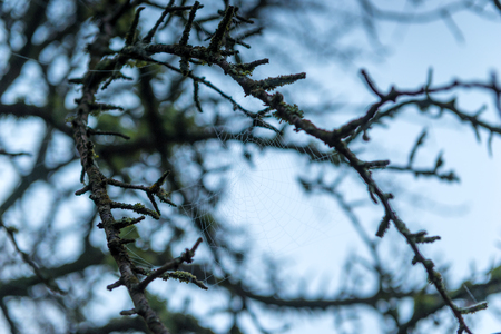 Cobweb on the branches of a tree against the blue skyの写真素材
