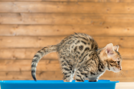 kitten in the toilet tray close-up portrait, Bengal breedの写真素材