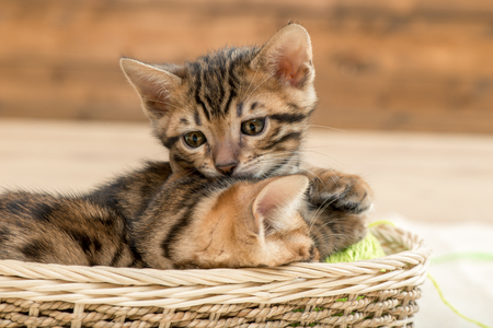 little brown striped bengal kittens in a wicker basketの写真素材
