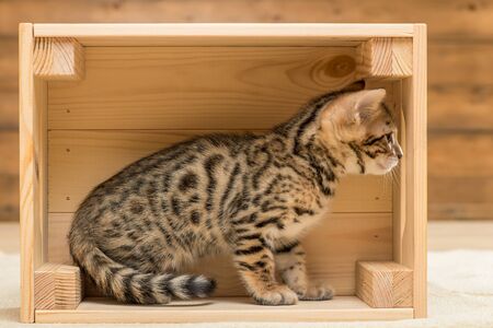 purebred bengal little kitten playing in a wooden box, closeup portraitの写真素材
