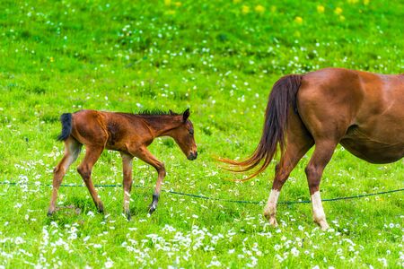 Newborn foal grazing in a meadow with a horse momの写真素材